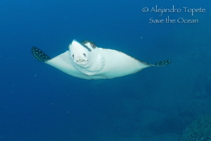 Eagle Ray close up by Alejandro Topete 